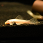 Preview: Goldener Antennenwels, Ancistrus dolichopterus sp. Gold